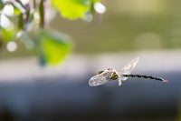 Libelle - Epiophlebia superstes